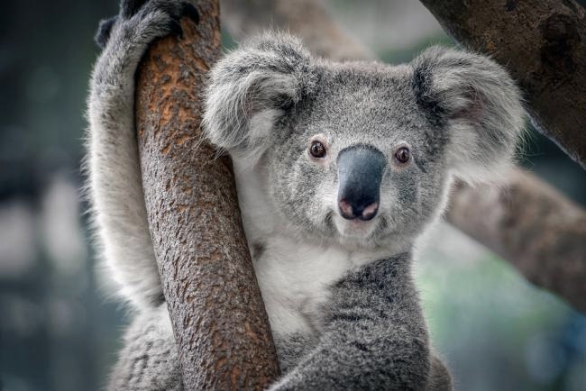 A koala on the tree