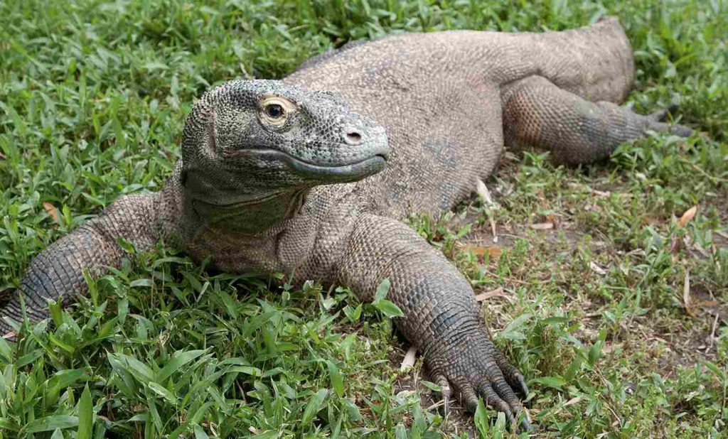 A komodo dragon resting