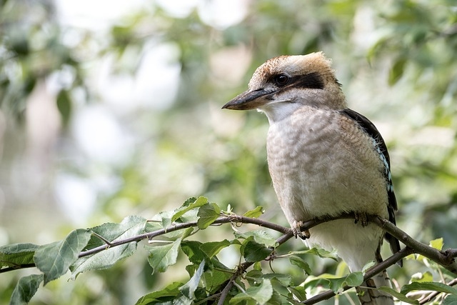 A kookaburra on a tree