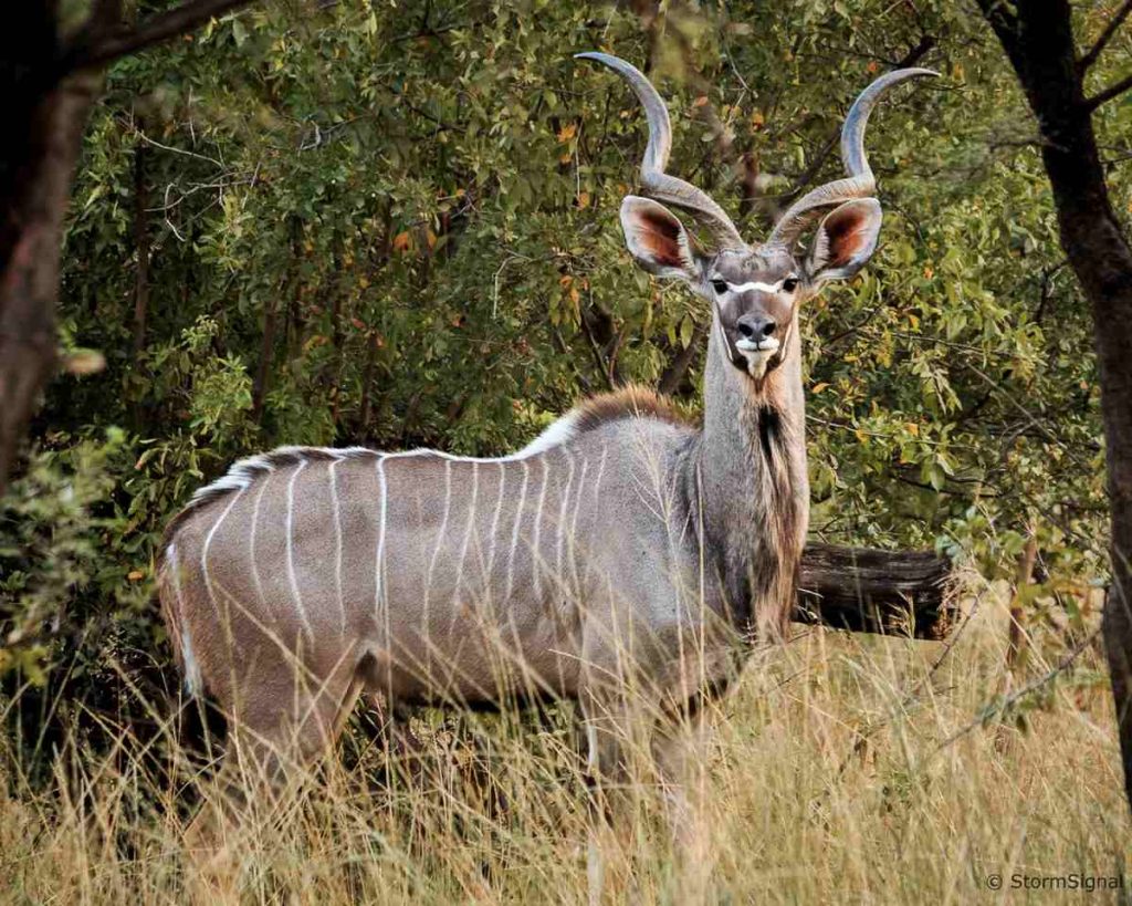 A kudu in bushes