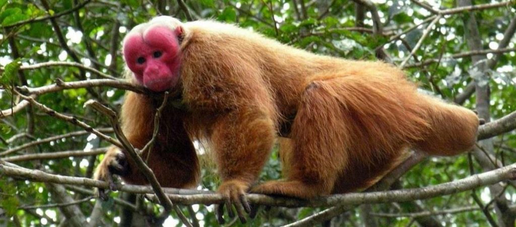 An Uakari