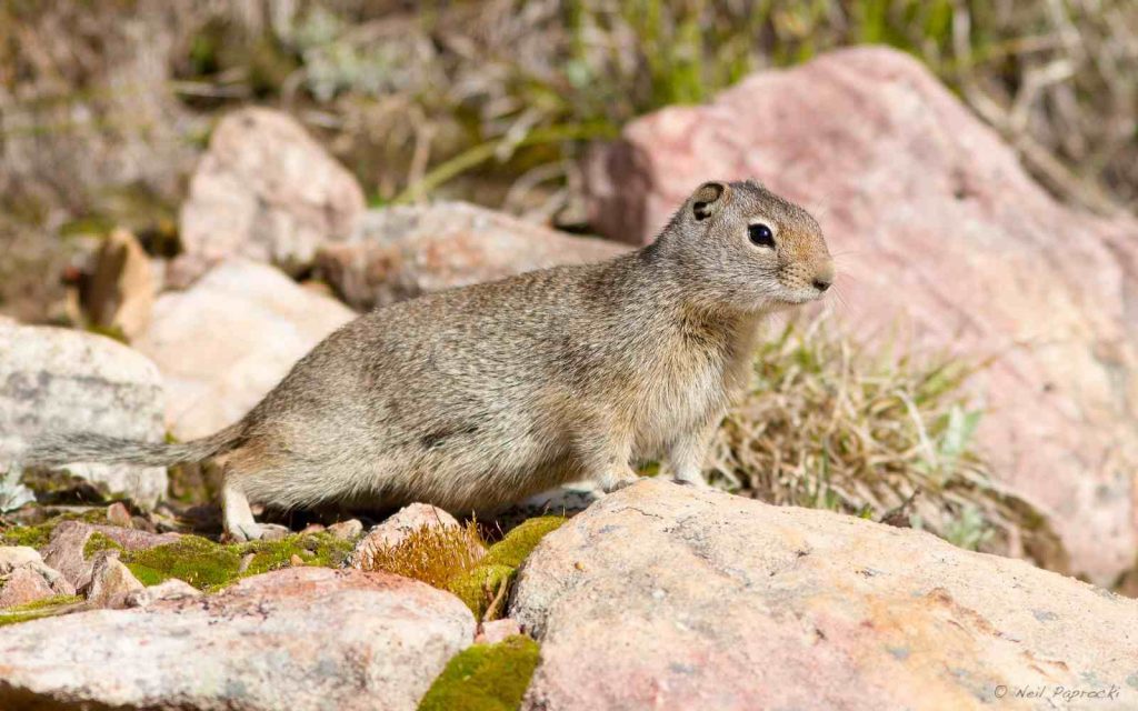 An Uinta Ground Squirrel