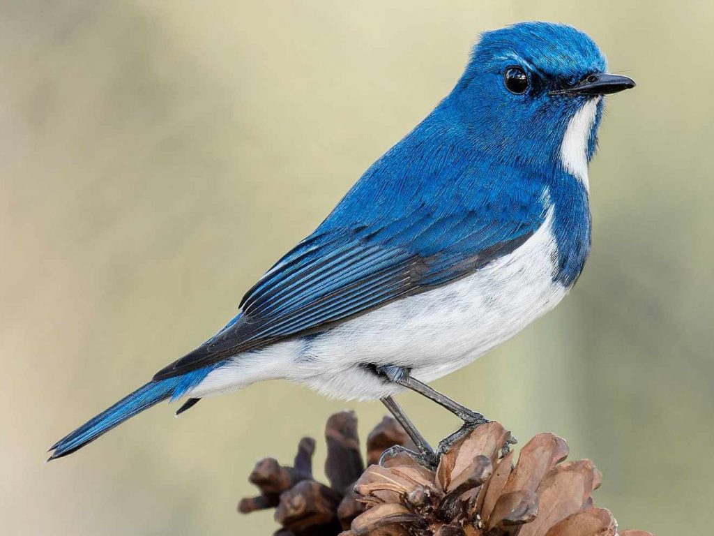 An Ultramarine Flycatcher