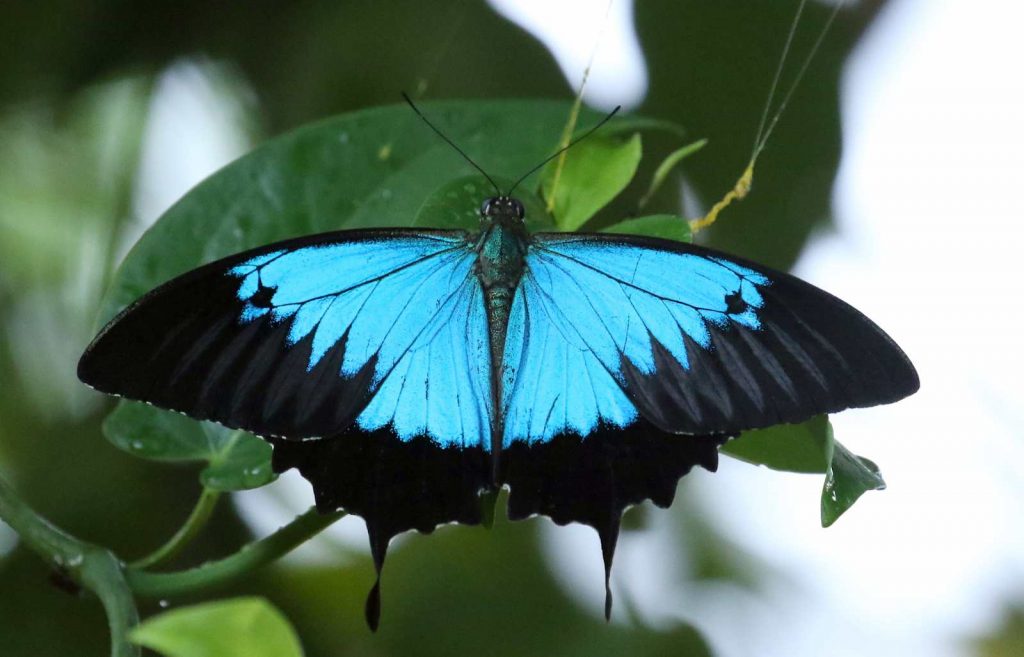 An Ulysses Butterfly