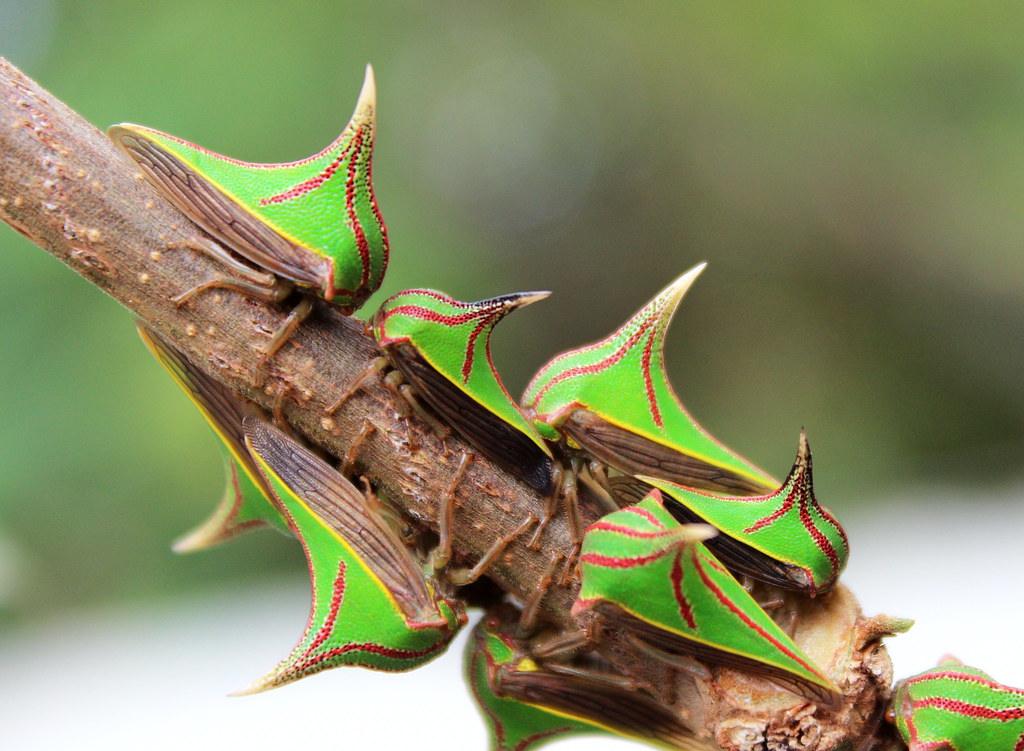 Multiple Umbonia Spinosa