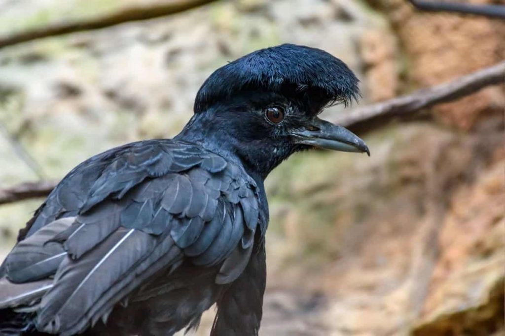 An Umbrellabird