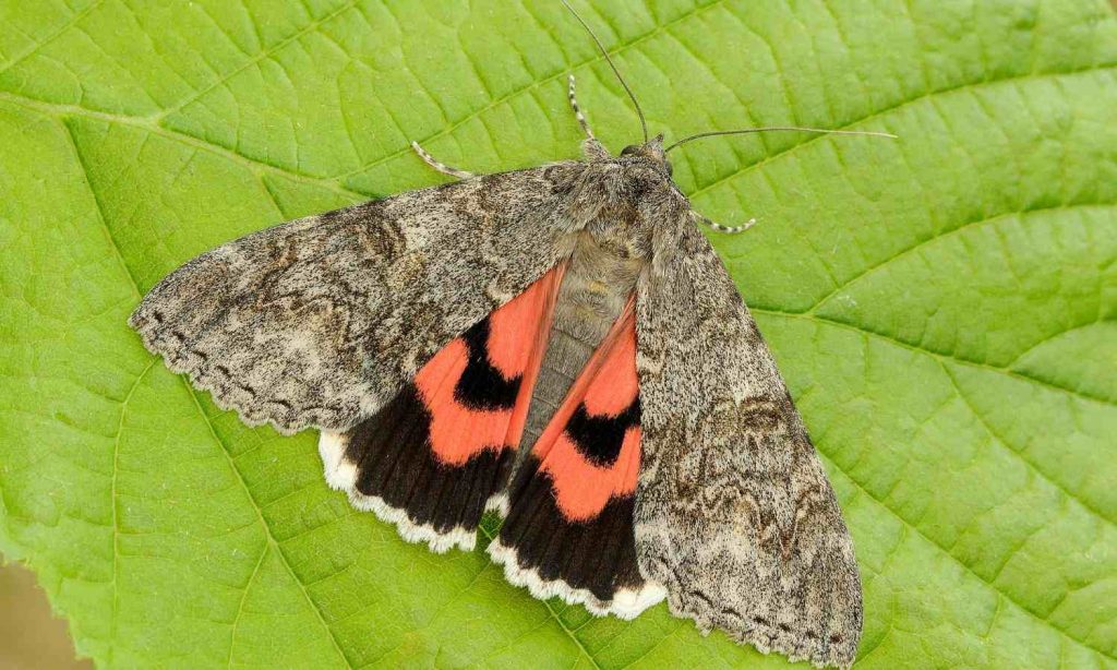 An Underwing Moth