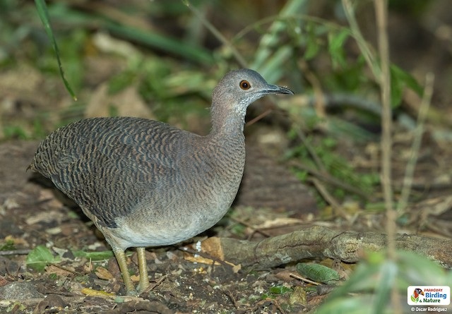 An Undulated Tinamou