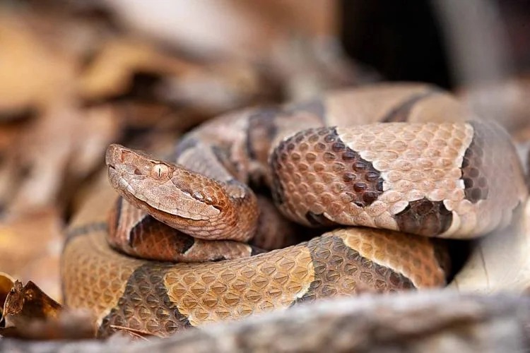 An Upland Copperhead