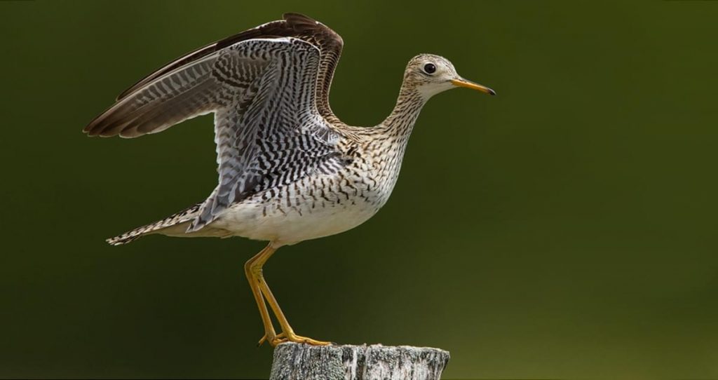 An Upland Sandpiper