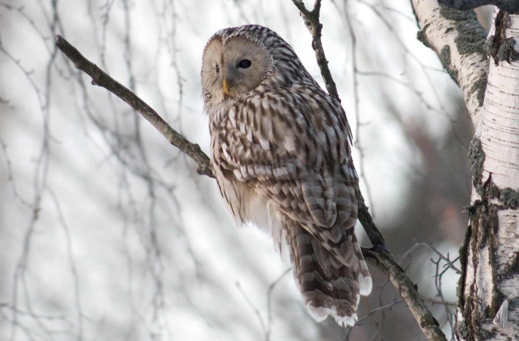 An Ural Owl