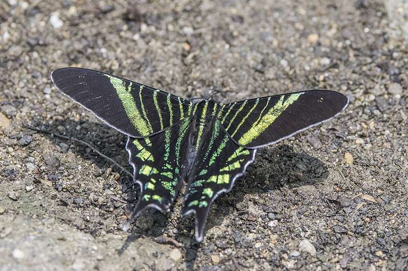 An Urania Moth