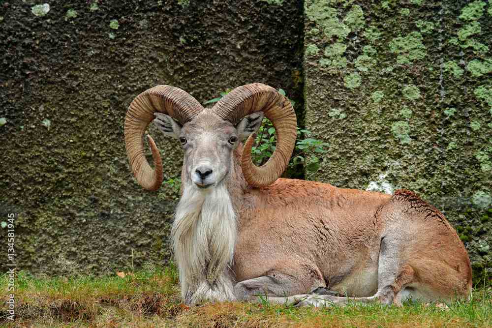 An Urial