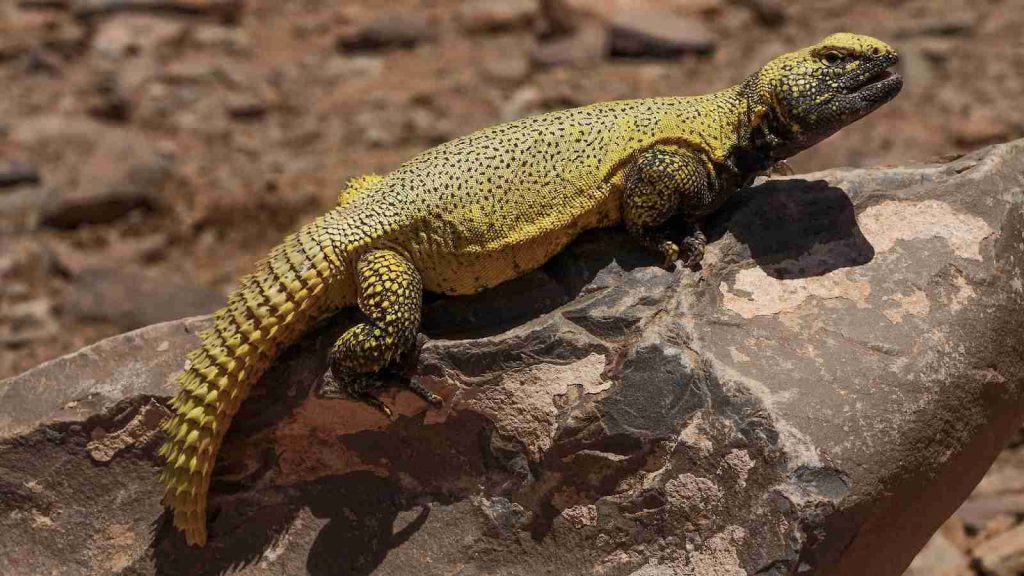 An Uromastyx