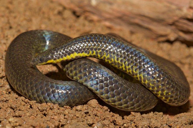 An Uropeltis