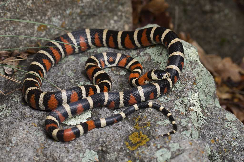 An Utah Mountain Kingsnake