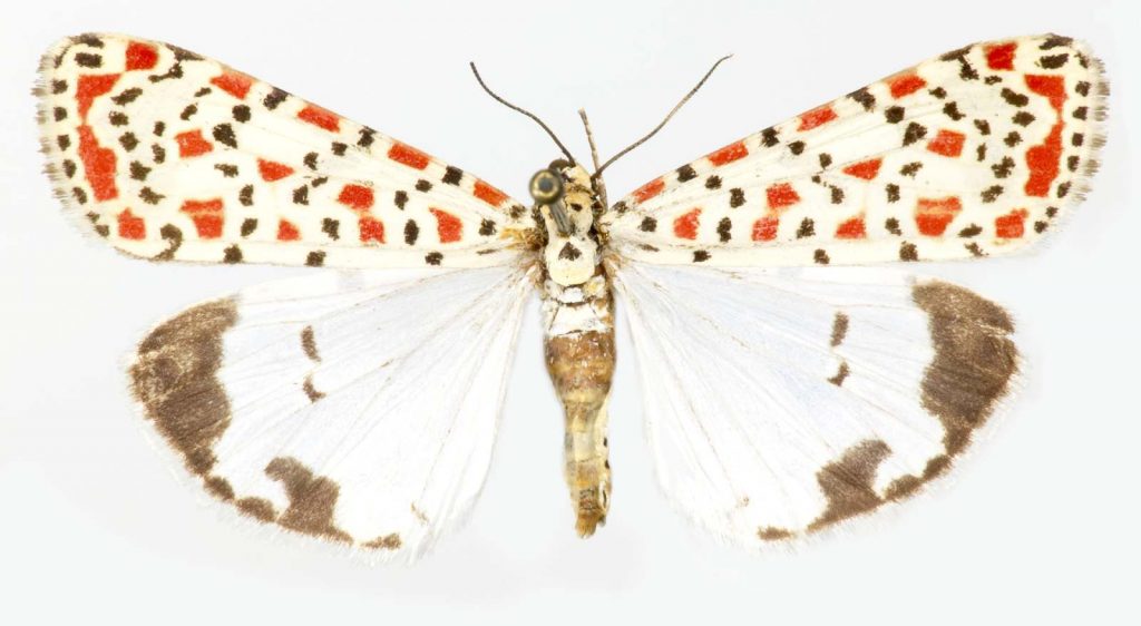 An Utetheisa Ornatrix