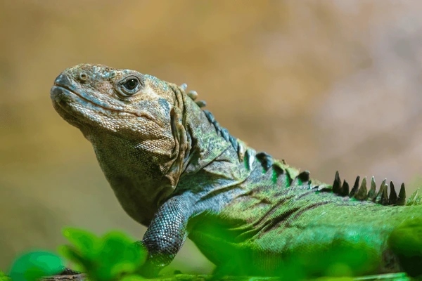 An Utila Spiny tailed Iguana