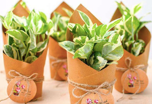 Small plant gift wrapped