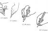 Writing developmental stages