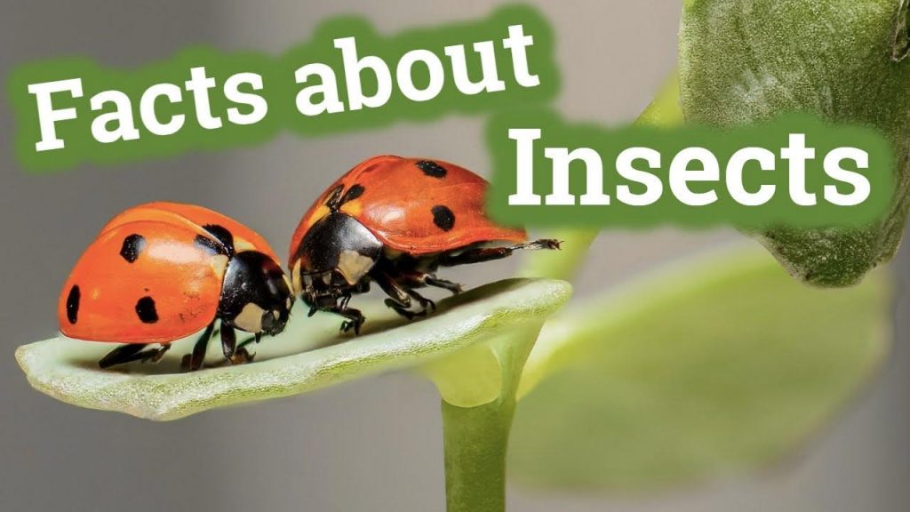 Facts about insects wallpaper