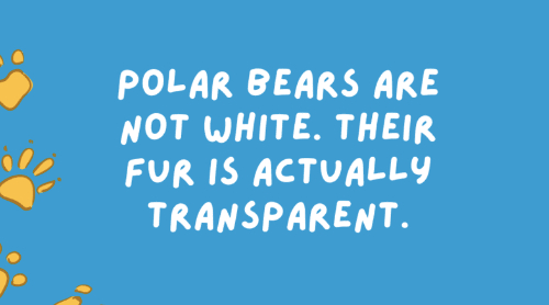 Wild animal fact