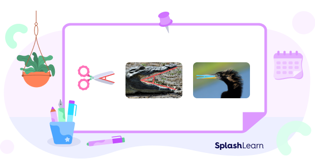Real-life Example of Acute Angle - A pair of open scissors, alligator’s open mouth , and the beak of birds Real-life Example of Acute Angle - A pair of open scissors, alligator’s open mouth , and the beak of birds