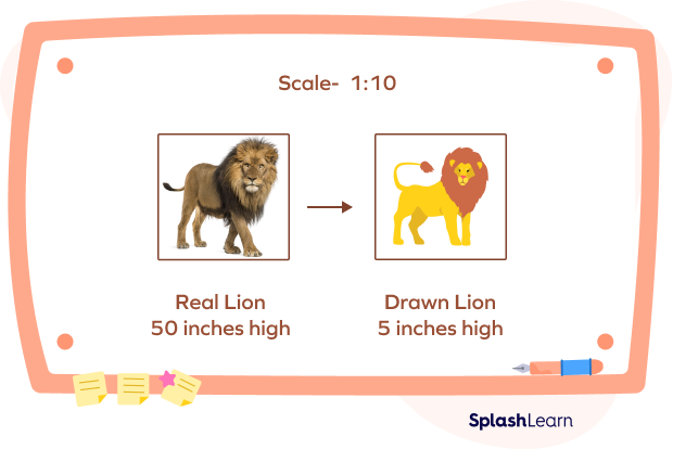 Scale for Real and Drawn Lion Scale for Real and Drawn Lion