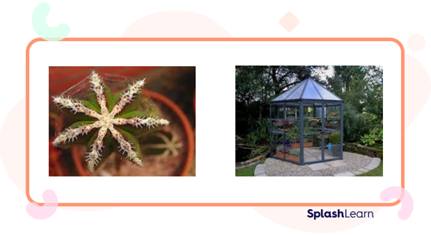 Heptagon in real life Heptagon in real life