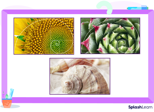 Fibonacci spirals in the nature