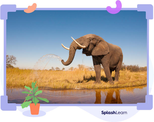 African elephant African elephant