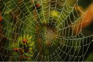 Spider web