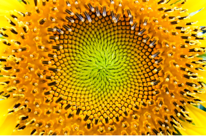 Sunflower pattern