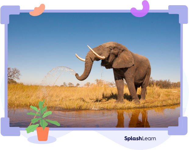 African elephant